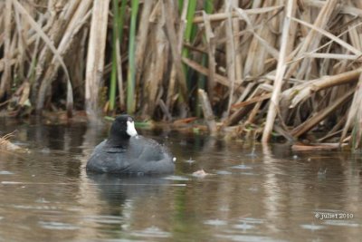 Foulque d'Amrique (American coot)