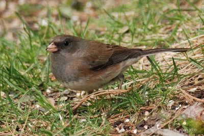 Junco ardois (Dark-eyed junco)