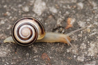 Escargot de jardin (White-lipped Snail)