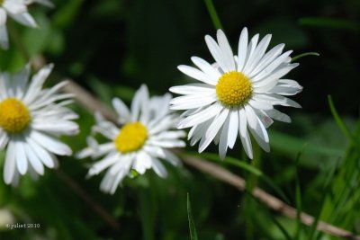 aster DSC_5219.jpg