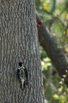 Pic maculé (Yellow-bellied sapsucker)