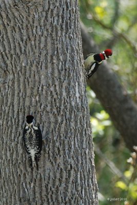Pic macul (Yellow-bellied sapsucker)
