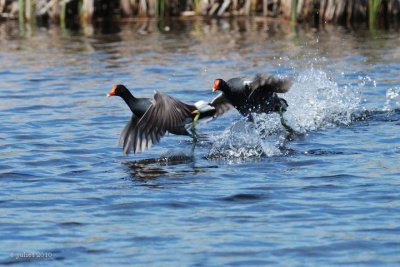 Gallinule Poule d'eau (Common moorhen)