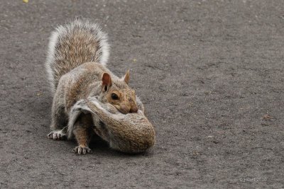 cureuil gris (Gray squirrel)