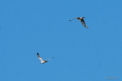 Busard des marais (Northern harrier)