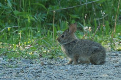 Lapineau (bunny rabbit)