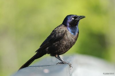 Quiscale bronz (Common grackle)