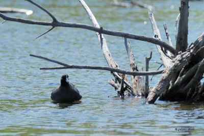 Foulque d'Amrique (American coot)