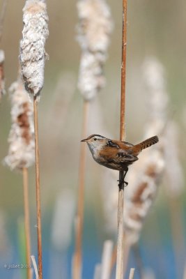 Troglodyte des marais (Marsh wren)