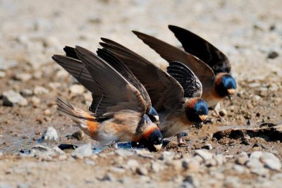 Hirondelle  front blanc (Cliff swallow)