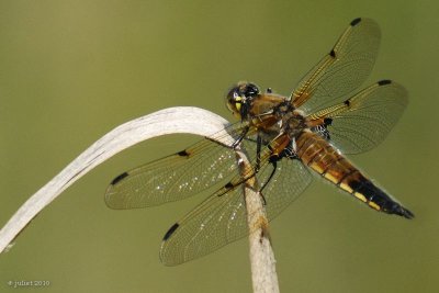 Skimmer: Libellule quadrimaculée (Four-spotted skimmer)