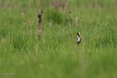 Goglu des prés (Bobolink)