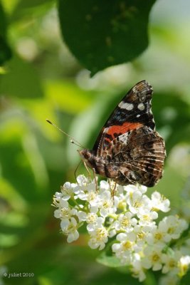 Vulcain (Red Admiral)