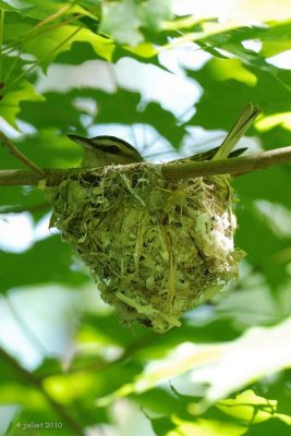 Viro aux yeux rouges (Red-eyed vireo)