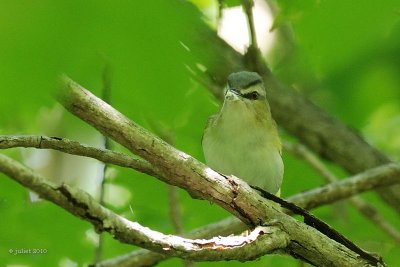 Viro aux yeux rouges (Red-eyed vireo)