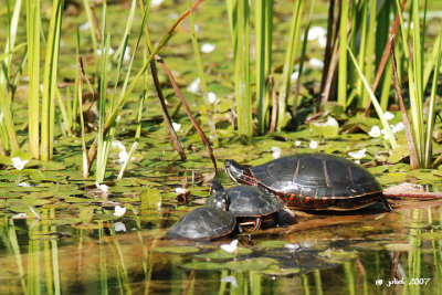 Tortue peinte (Eastern painted turtle)