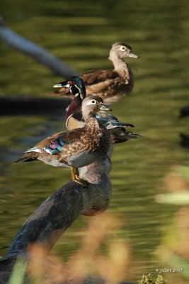 Canard branchu (Wood duck)
