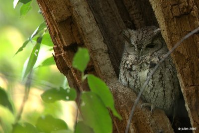 Petit-duc macul (Eastern screech-owl)