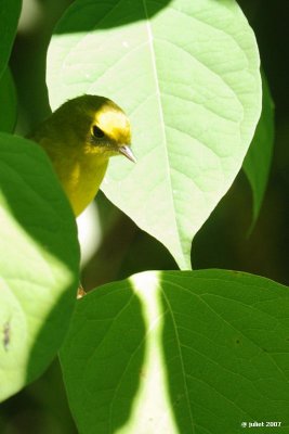 Paruline jaune (Yellow warbler)