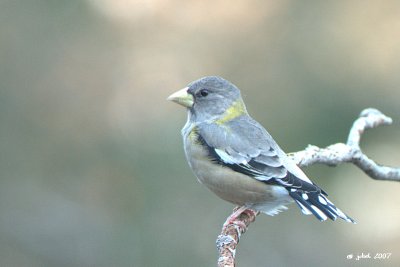 Gros-bec errant (Evening grosbeak)