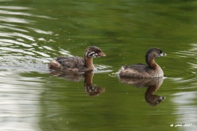Grbe  bec bigarr (Pied-billed grebe)
