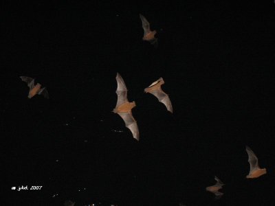 Chauve-souris (Mexican free-tailed bats) Tadarida brasiliensis