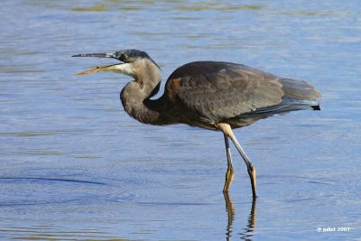 Grand hron (Great-blue heron)