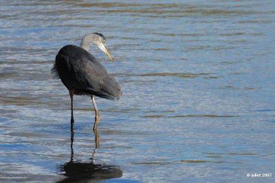 Grand hron (Great-blue heron)