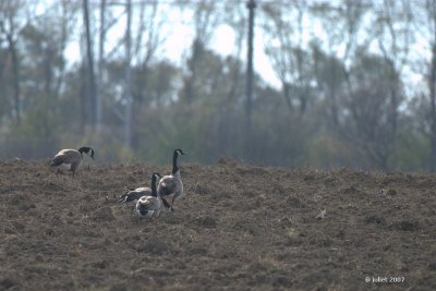 Bernaches du Canada (Canada geese)