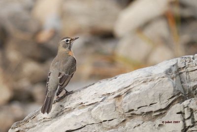 Merle d'Amrique (American robin)