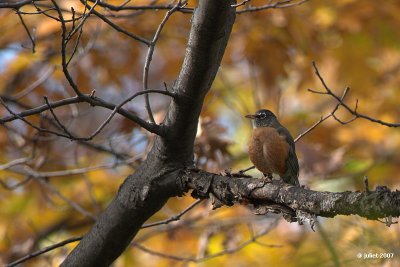 Merle d'Amrique (American robin)