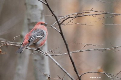 Durbec des sapins (Pine grosbeak)