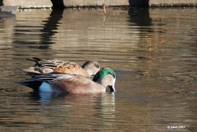 Canard d'Amrique (American wigeon)