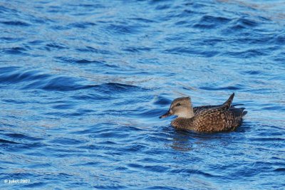 Canard Chipeau, femelle (Gadwall)