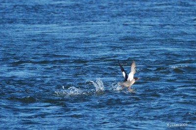 Grand harle (Common merganser)