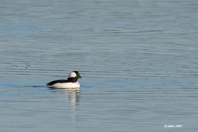 Petit garrot, mle  (Bufflehead)