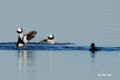 Petit garrot (Bufflehead)