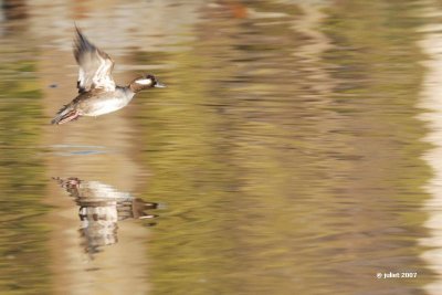 Petit garrot, femelle  (Bufflehead)