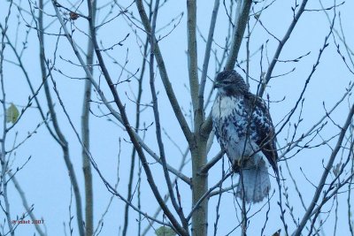 Buse  queue rousse, immature (Red-tailed hawk)