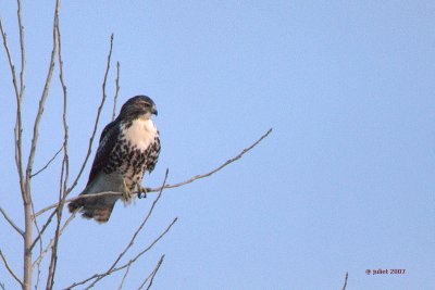 Buse  queue rousse, immature (Red-tailed hawk)