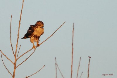 Buse  queue rousse, immature (Red-tailed hawk)