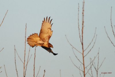 Buse  queue rousse, immature (Red-tailed hawk)