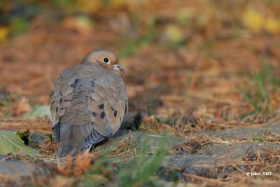Tourterelle triste (Mourning dove)