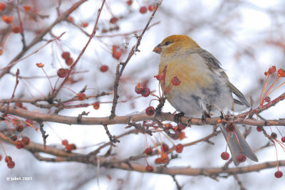 Durbec des sapins, femelle  (Pine Grosbeak)