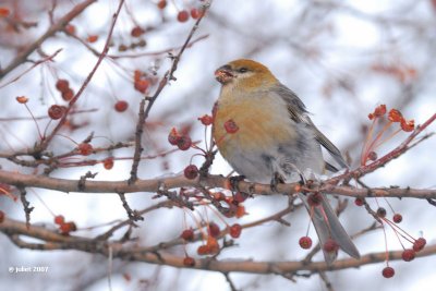 Durbec des sapins, femelle  (Pine Grosbeak)