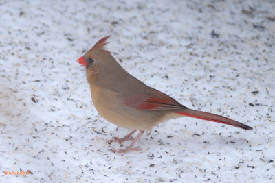 Cardinal rouge, femelle (Northern cardinal)