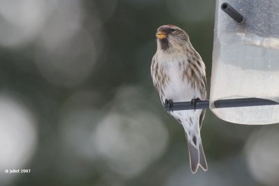 Sizerin flamm (Common redpoll)