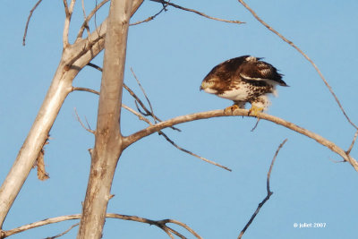 Buse  queue rousse, immature (Red-tailed hawk) 1/2