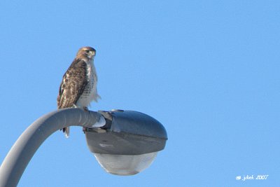 Buse  queue rousse, adulte  (Red-tailed hawk) 1/2