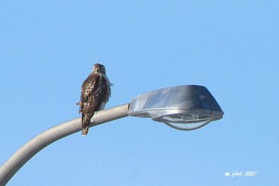 Buse  queue rousse, immature (Red-tailed hawk) 1/3